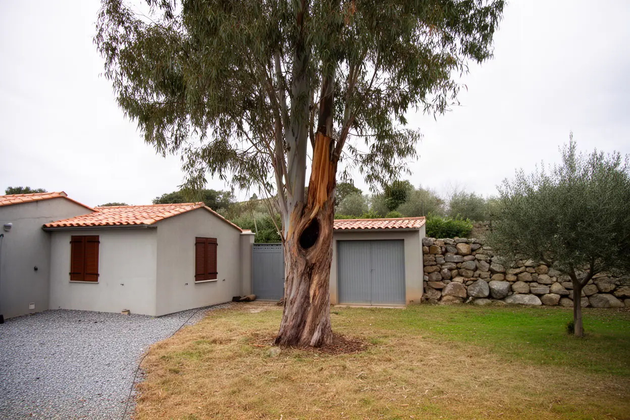 Eucalyptus fissuré avant intervention à Sarrola-Carcopino