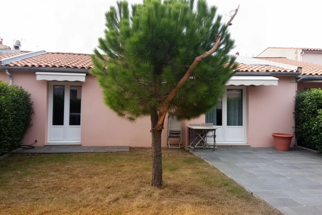 Pin encombrant une terrasse avant taille à Ajaccio