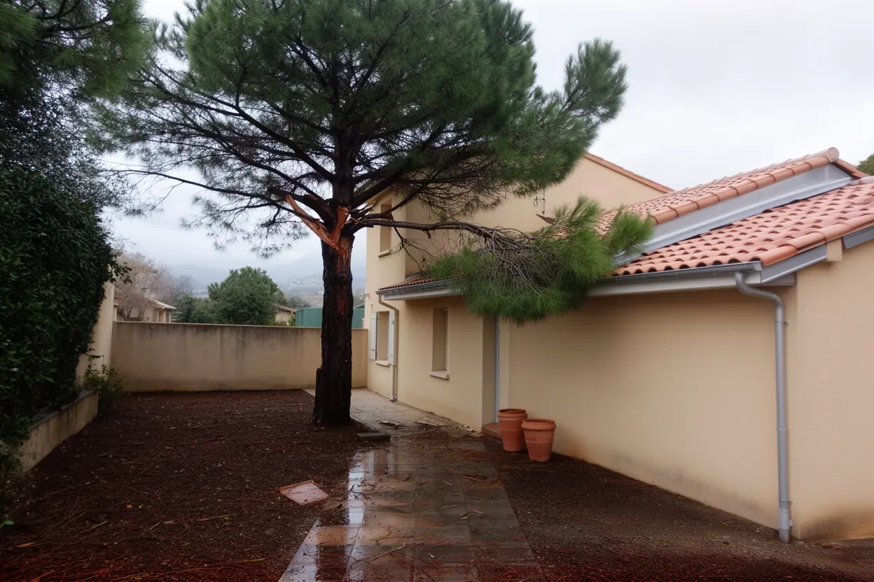 Pin cassé au-dessus d'une toiture à Ajaccio