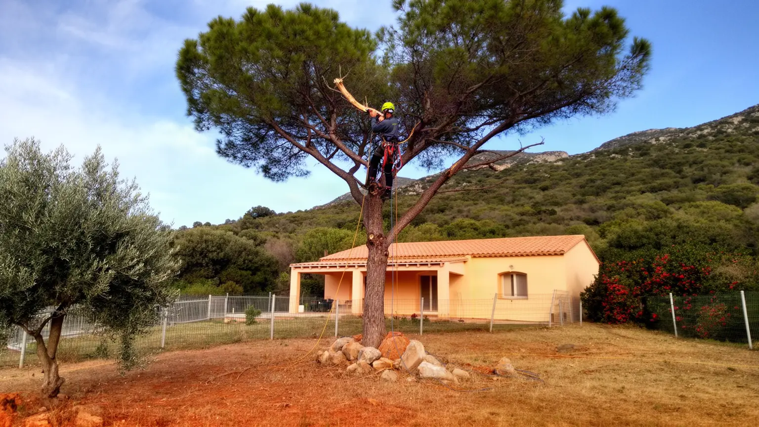 Élagueur professionnel à Bastelicaccia et alentours